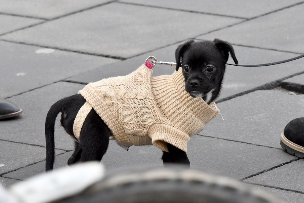 Image 4809090 (auto)