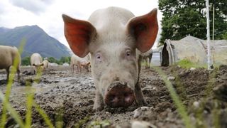 pig7525601280674573