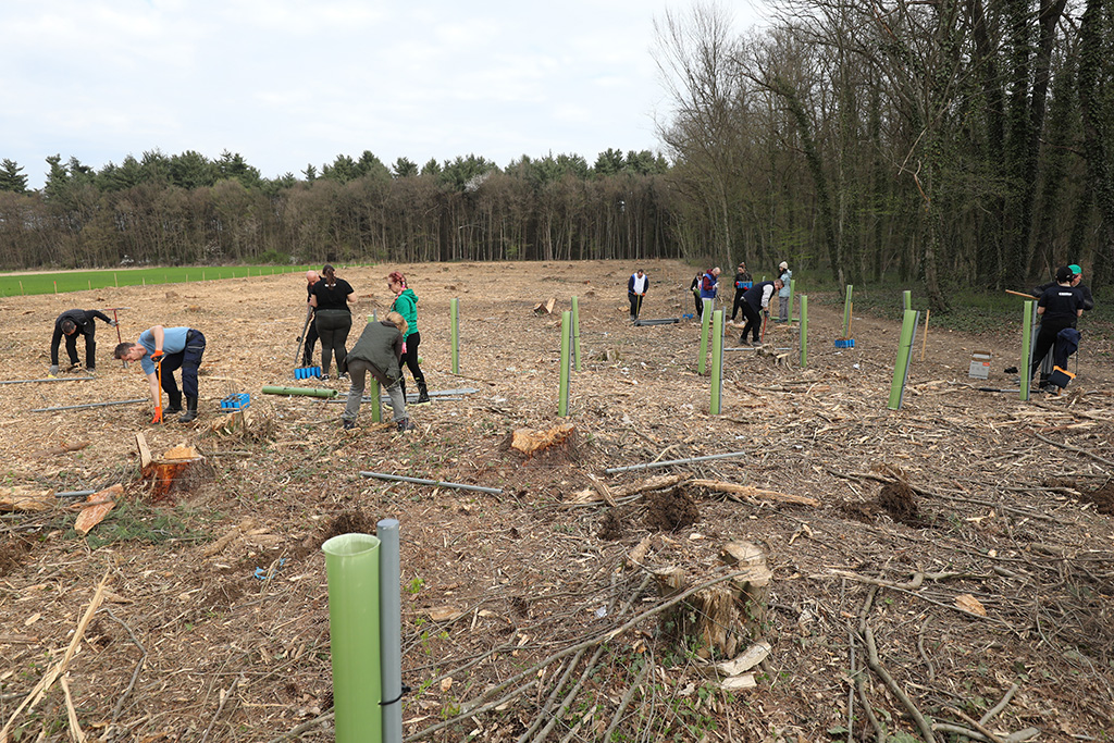sadnja drveća u Zelendvoru