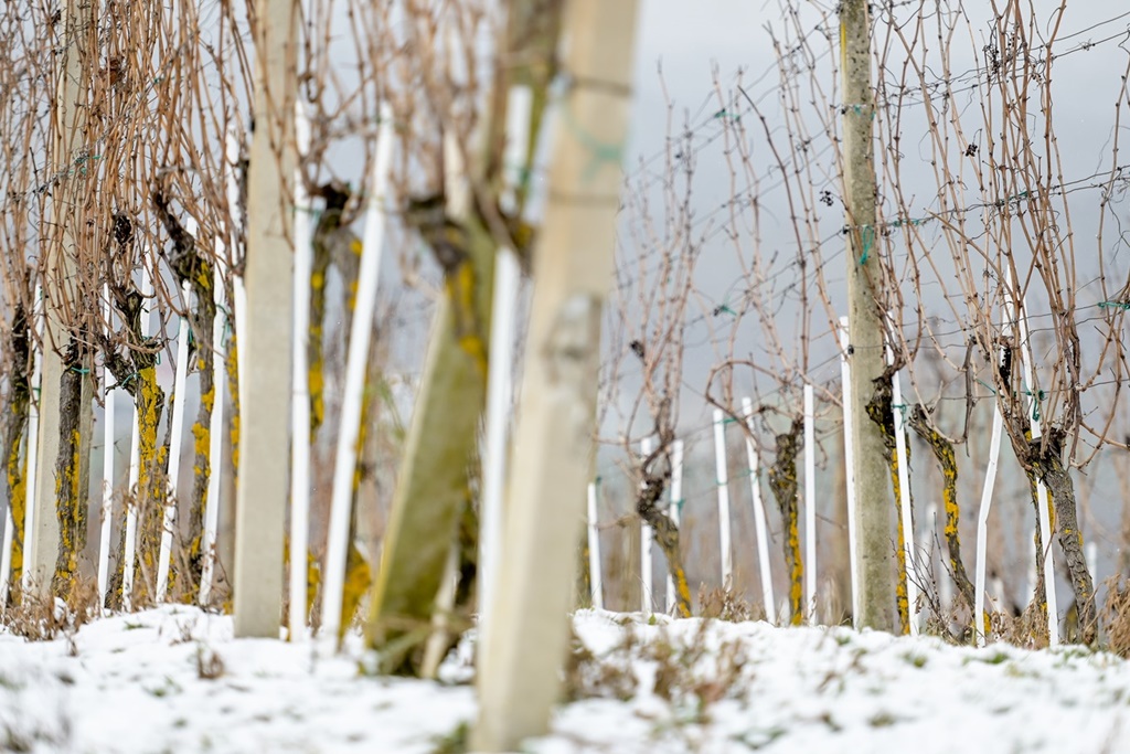 Vincekovo u Brezničkom Humu