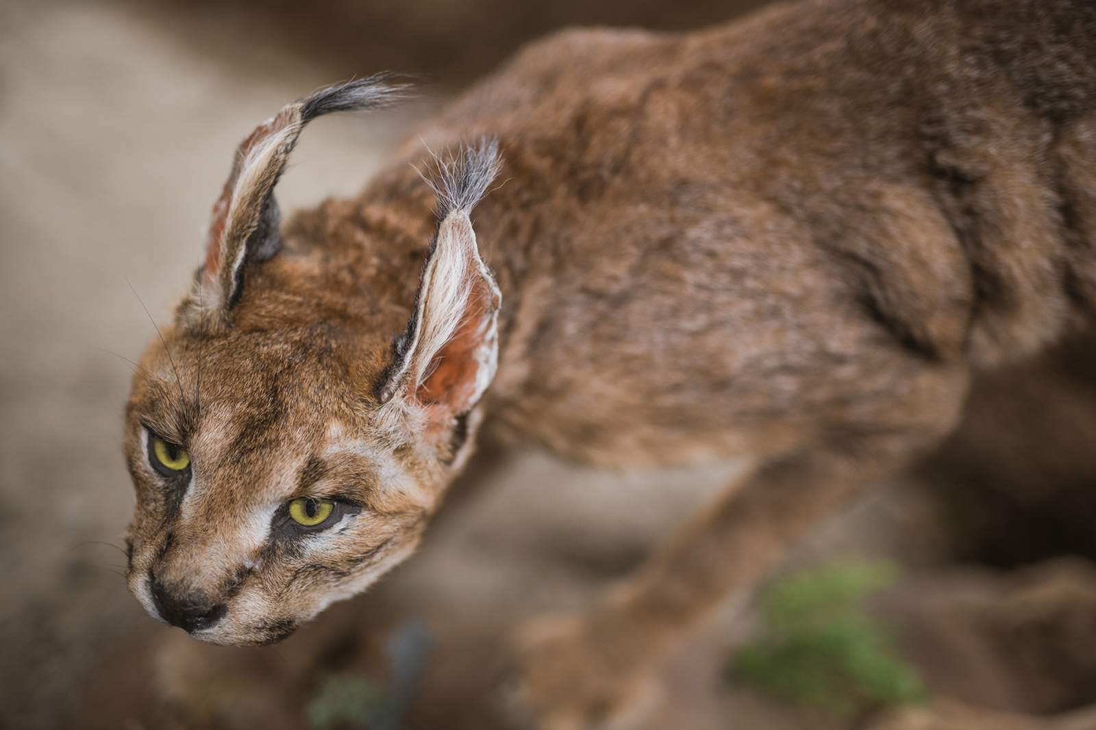 Međunarodni sajam ‘Priroda, lov, ribolov, turizam’ 2019., Arena Varaždin