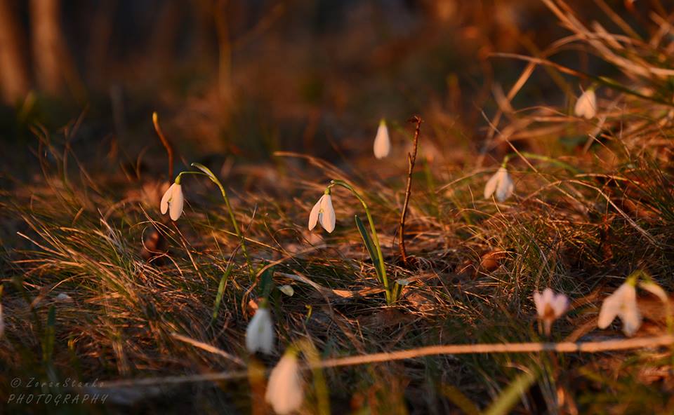 Zima i proljeće, Ivanščica