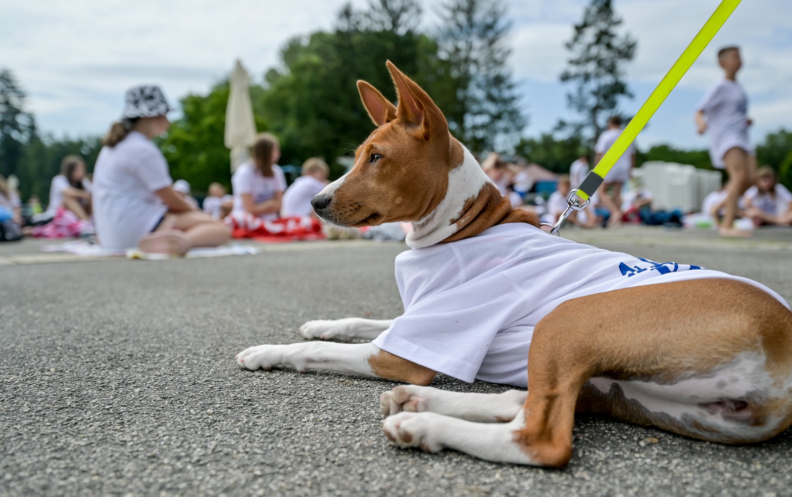 Image 5758311 (auto)