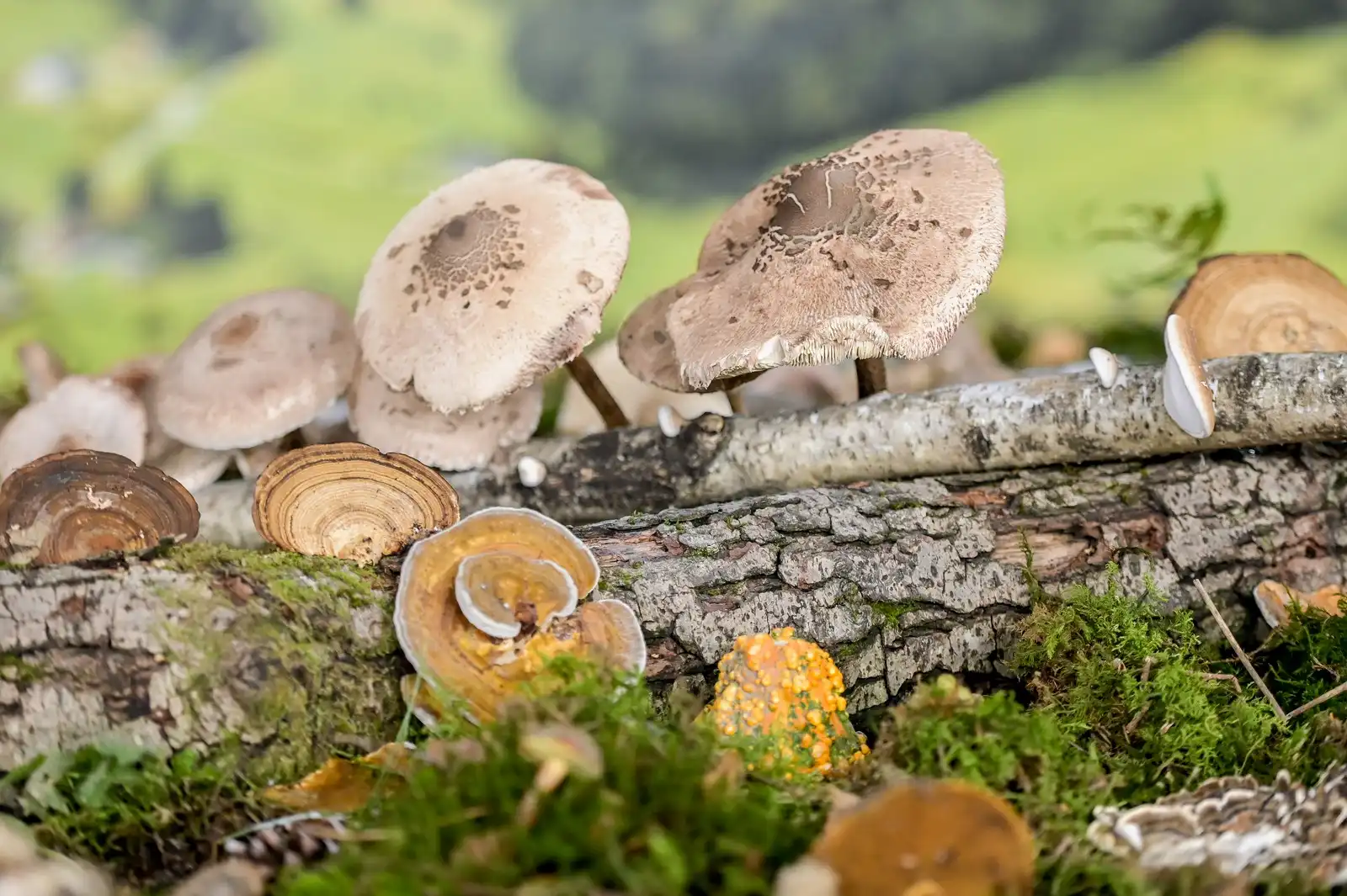 462145878_935442298613266_1920981051219245458_n