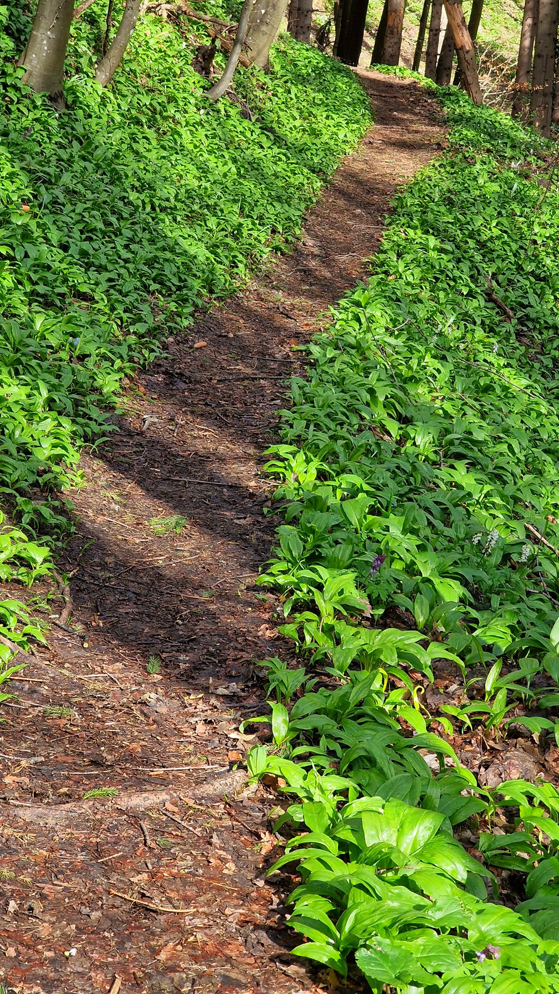 Image 5647559 (auto)