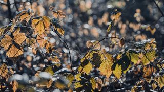 Drava, dravska špica, zima 21.1.2020.