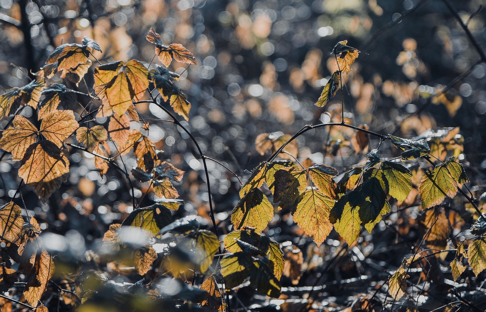 Drava, dravska špica, zima 21.1.2020.