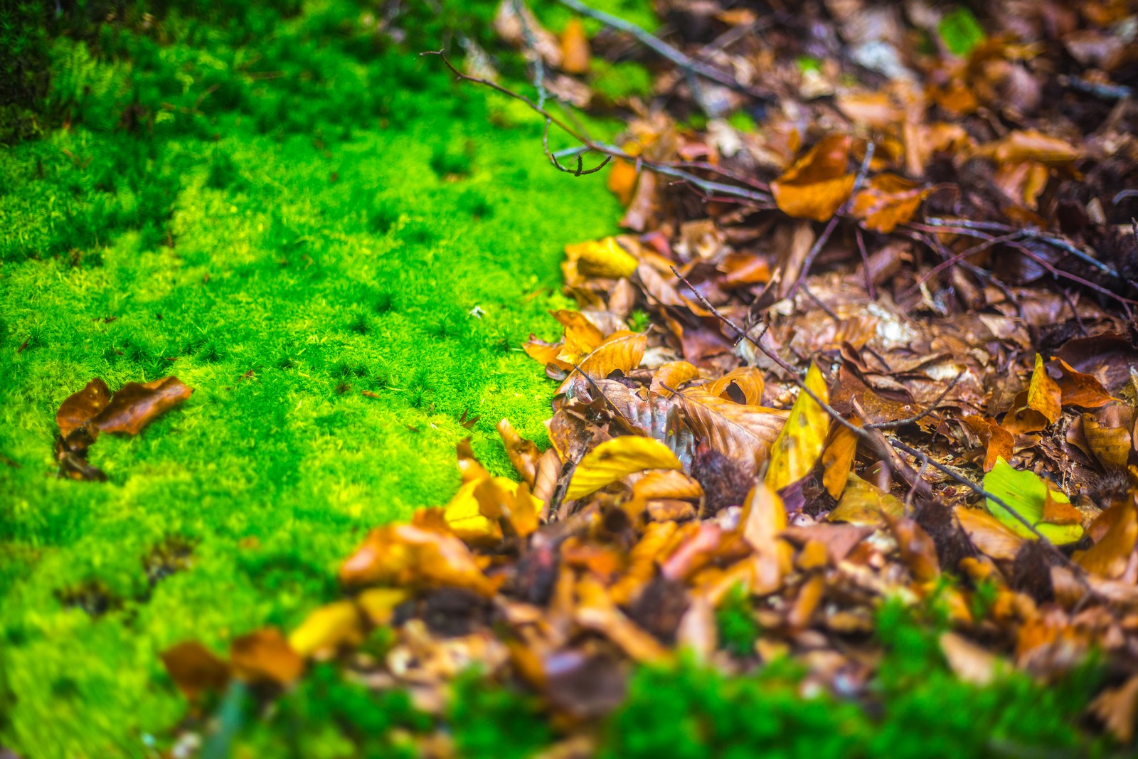 Jesen u Trakošćanu