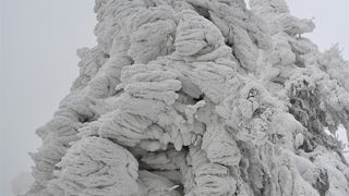 Ivanščica snijeg zima prognoza planina šuma