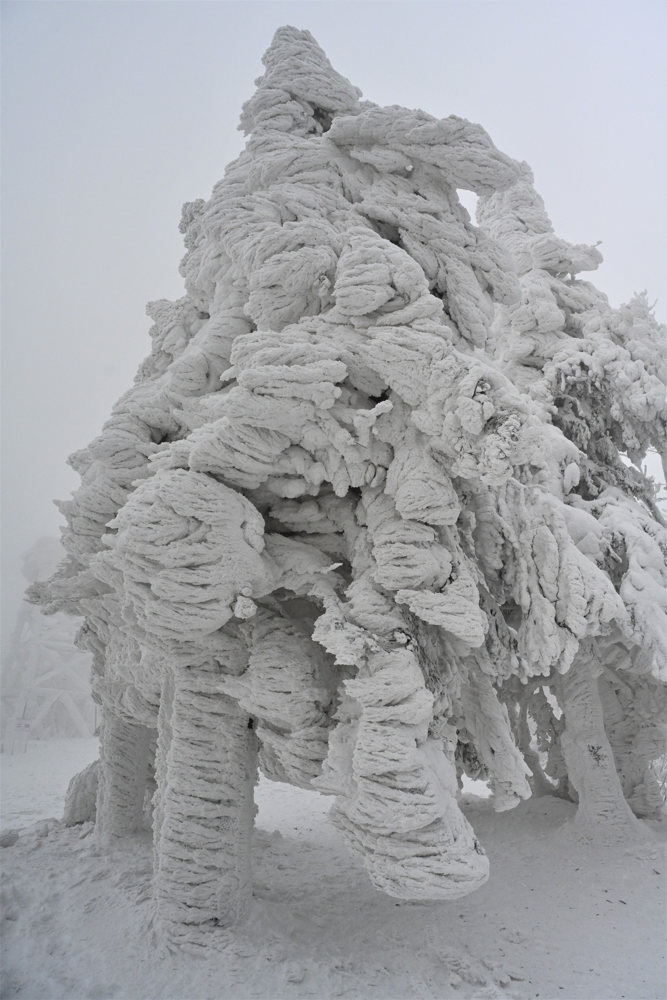 Ivanščica snijeg zima prognoza planina šuma