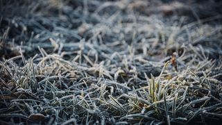 Drava, dravska špica, zima 21.1.2020.