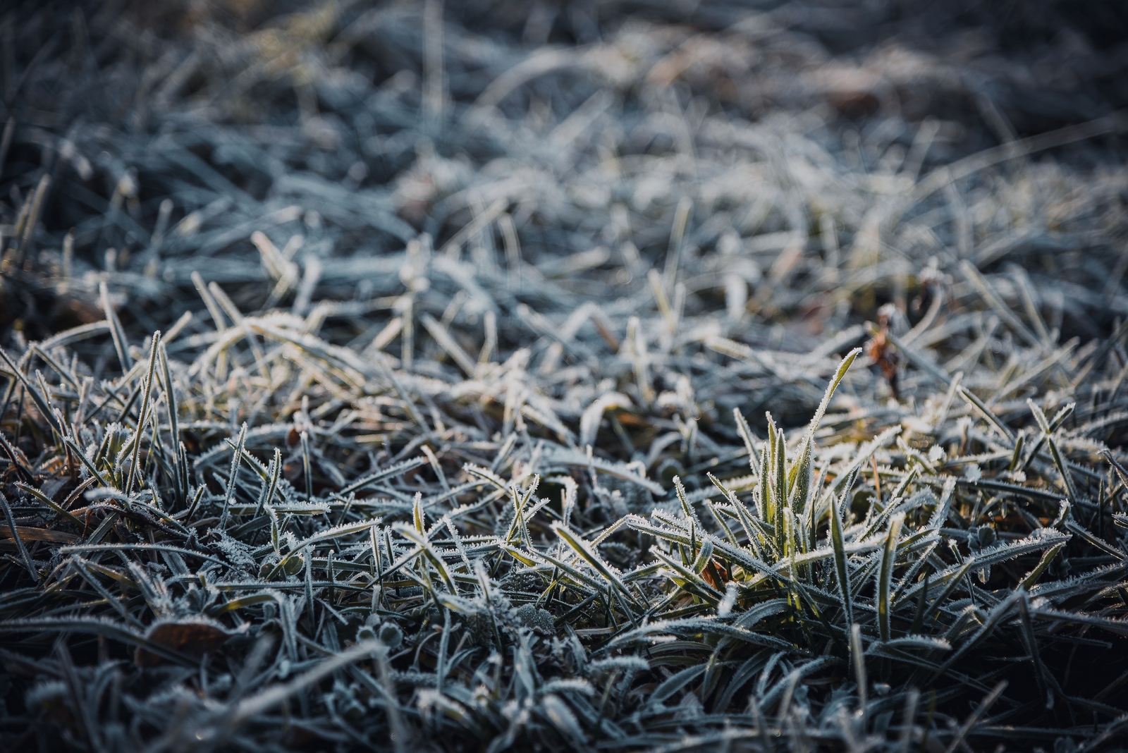 Drava, dravska špica, zima 21.1.2020.