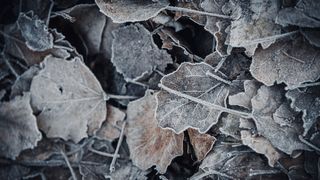 Drava, dravska špica, zima 21.1.2020.