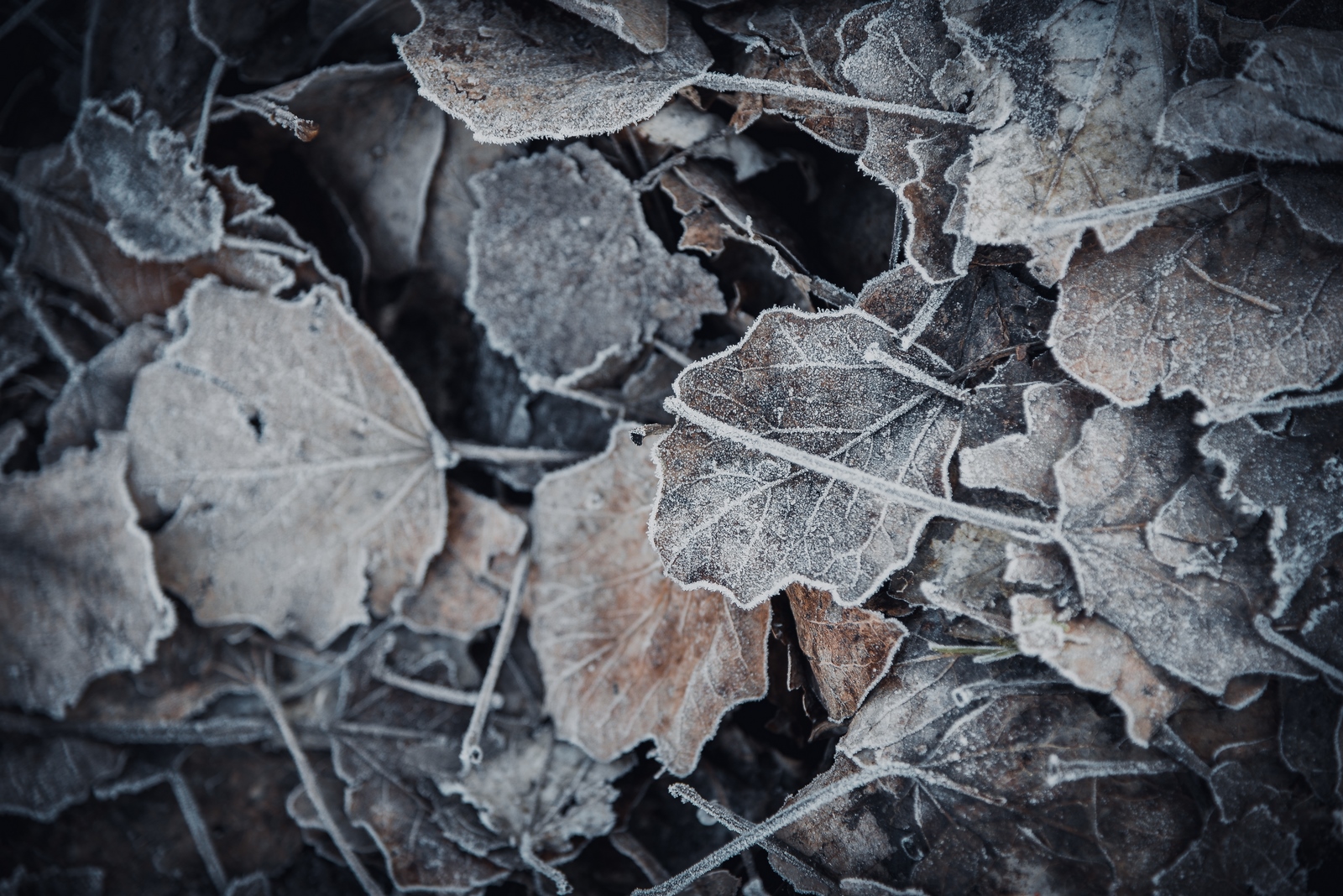 Drava, dravska špica, zima 21.1.2020.