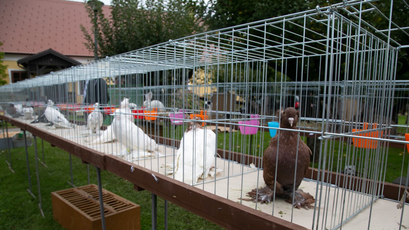 Image 5489730 (auto)