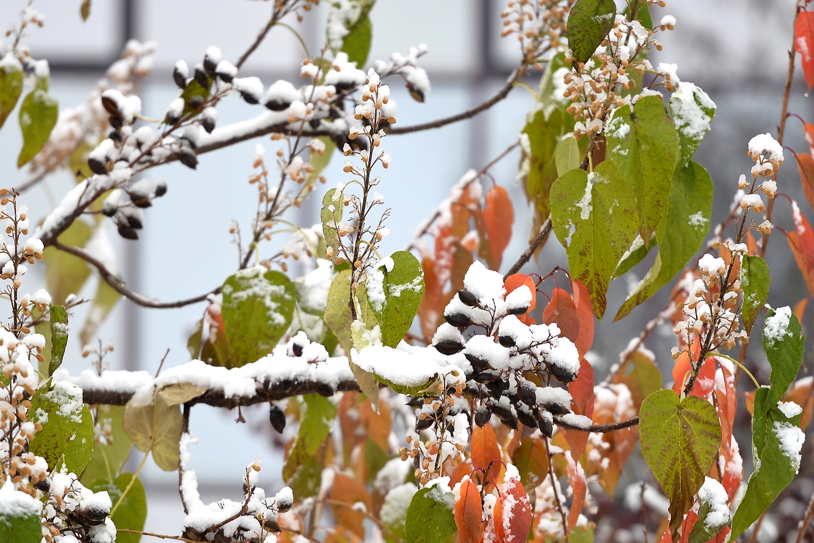 Varaždin pod snijegom Varaždin pod snijegom