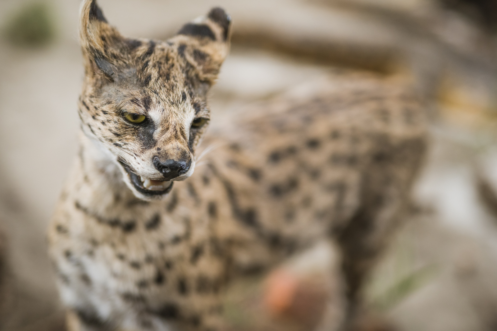 Međunarodni sajam ‘Priroda, lov, ribolov, turizam’ 2019., Arena Varaždin