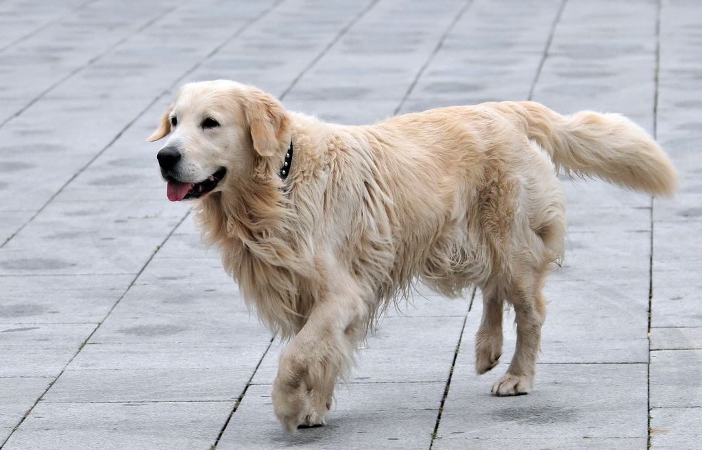 Kilkom po Varaždinu 22. rujna 2018. Kilkom po Varaždinu 22. rujna 2018.