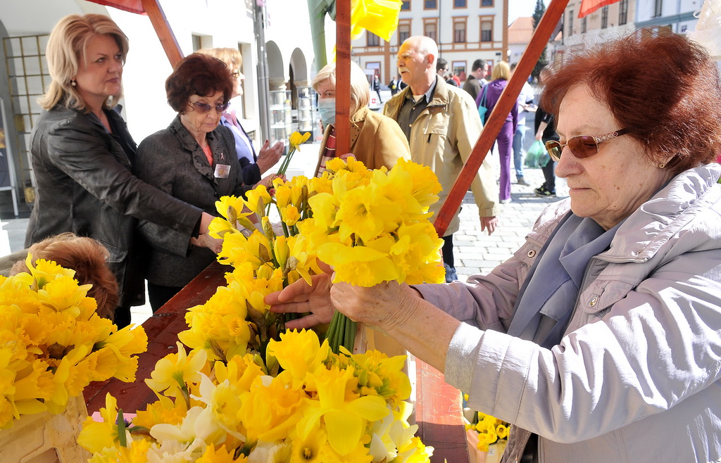 Dan narcisa Dan narcisa