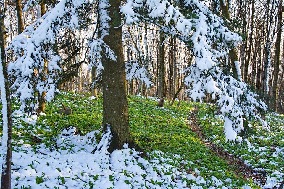 Zima i proljeće, Ivanščica