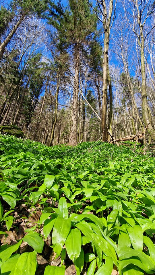 Image 5647555 (auto)