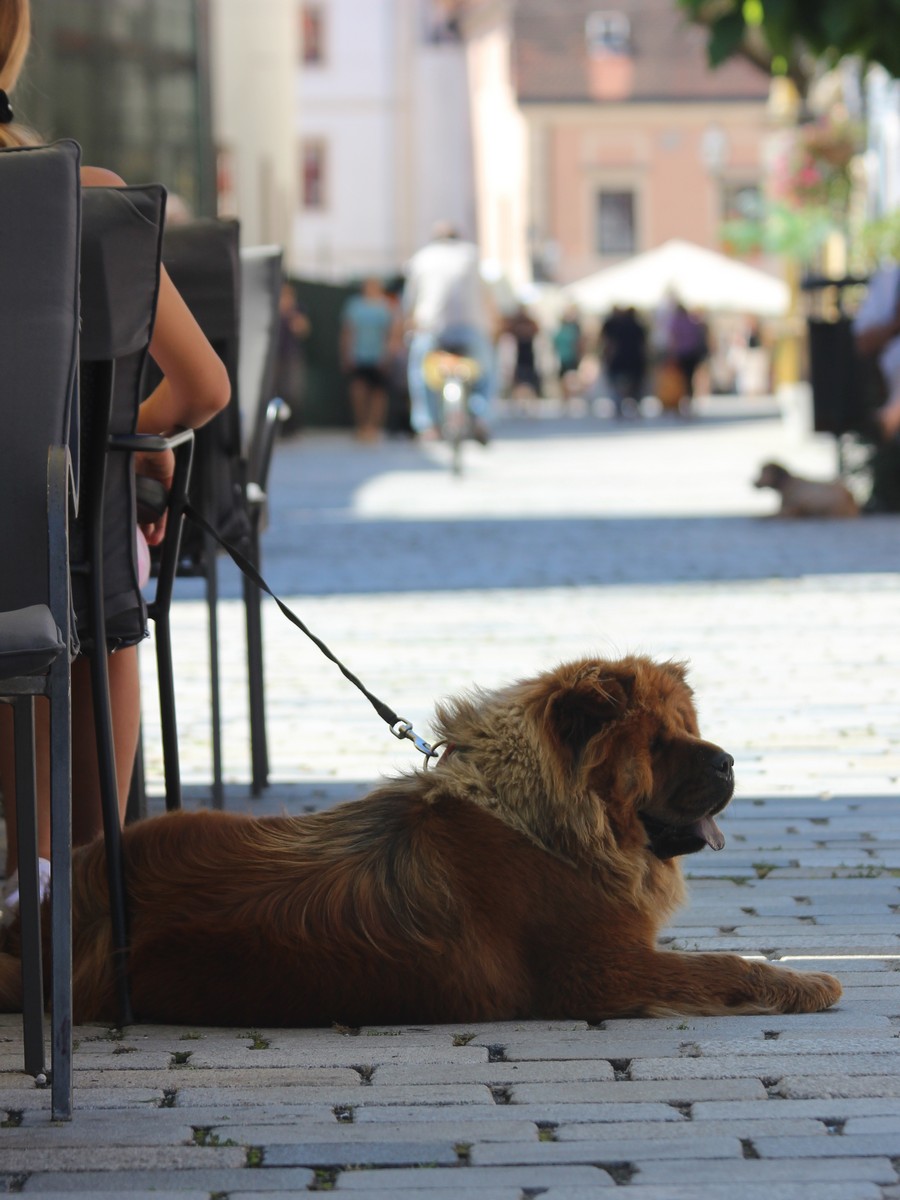 Klikom po Varaždinu 15.7.2023.