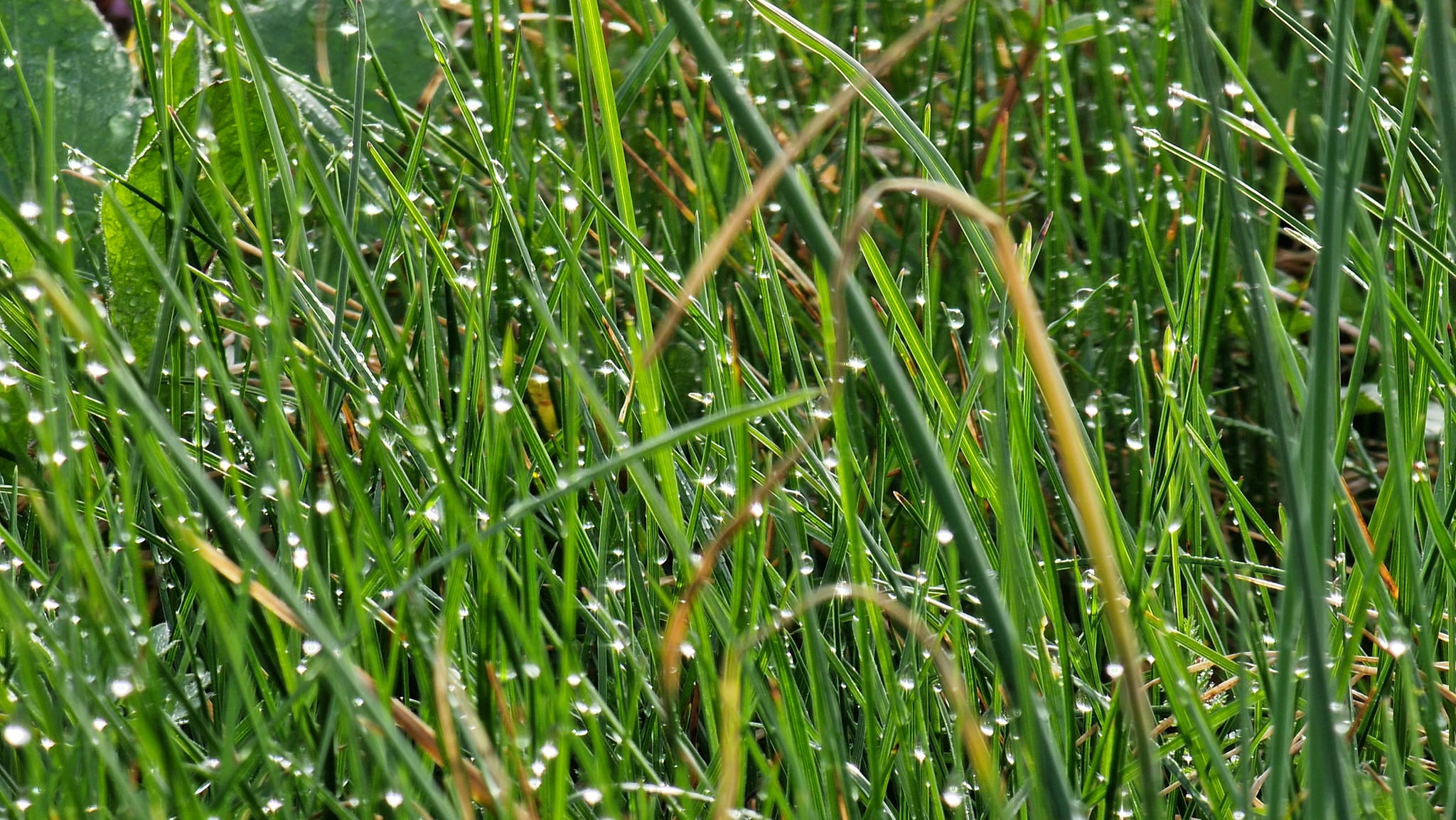 Image 5647561 (auto)