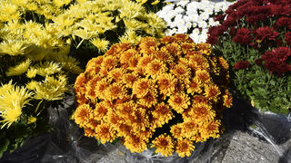 Gradska tržnica Varaždin Gradska tržnica Varaždin