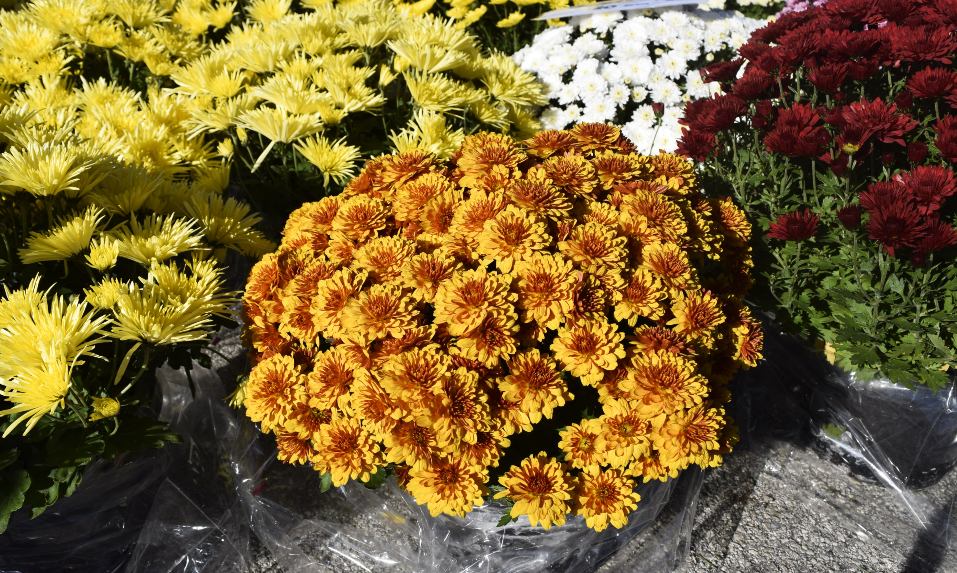 Gradska tržnica Varaždin Gradska tržnica Varaždin