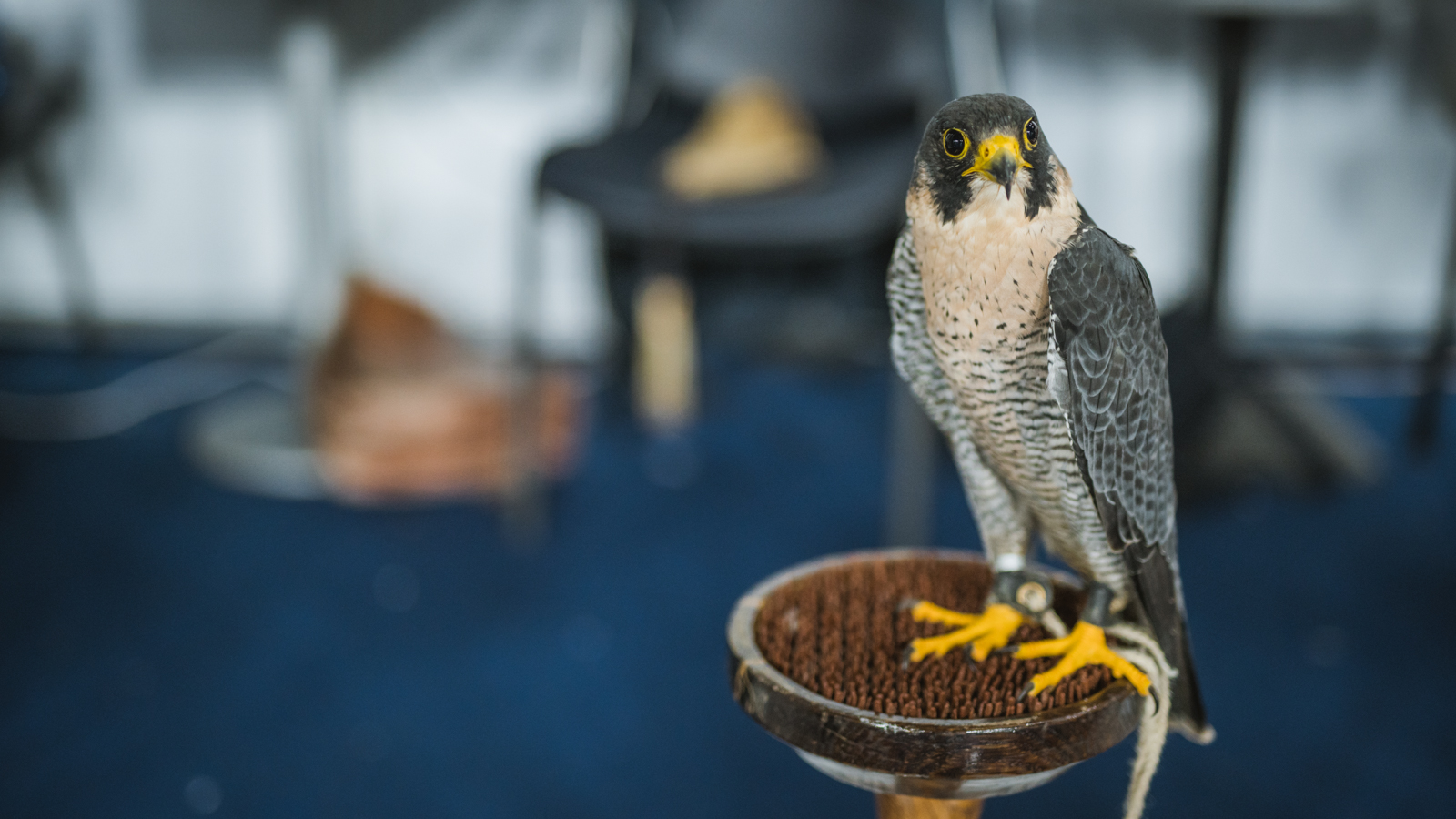 Međunarodni sajam ‘Priroda, lov, ribolov, turizam’ 2019., Arena Varaždin