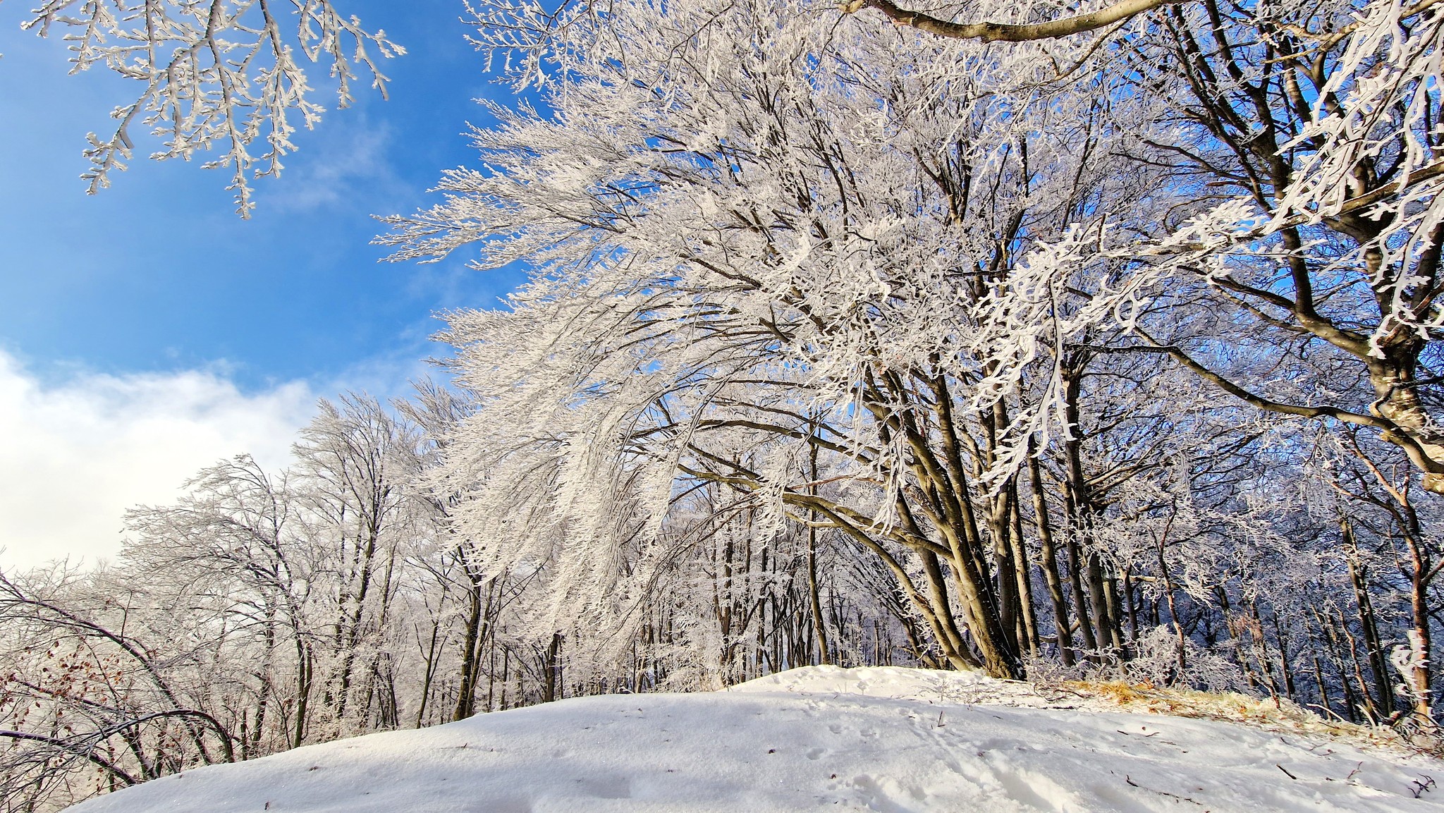 snijeg, zima ilustracija