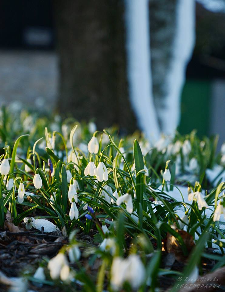 Zima i proljeće, Ivanščica