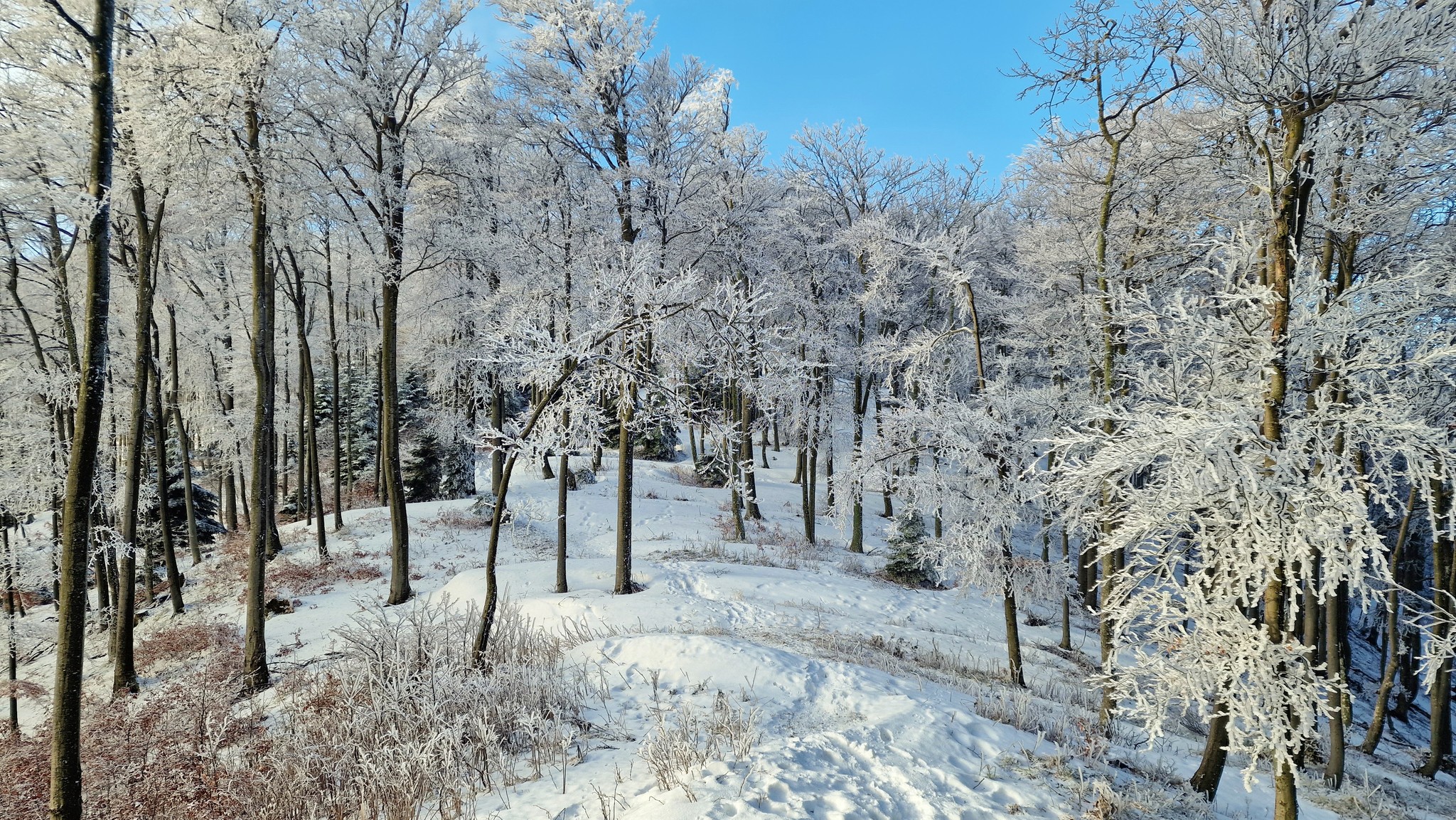 Image 5565699 (auto)