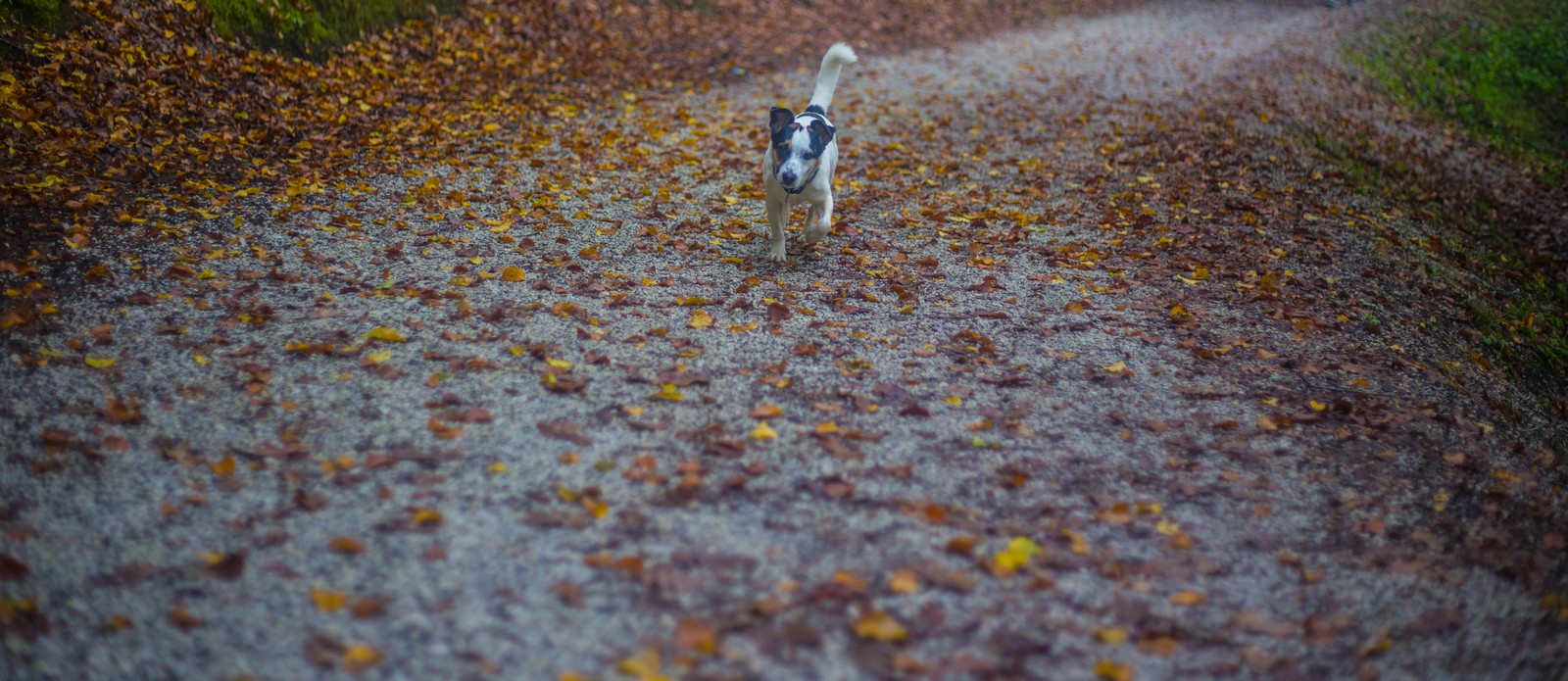Jesen u Trakošćanu