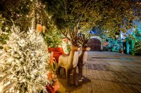 Advent_promo_foto (31) Advent_promo_foto (31)