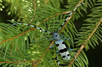 Alpinska strizibuba – JU Zagorje zeleno – P Bralić Alpinska strizibuba – JU Zagorje zeleno – P Bralić