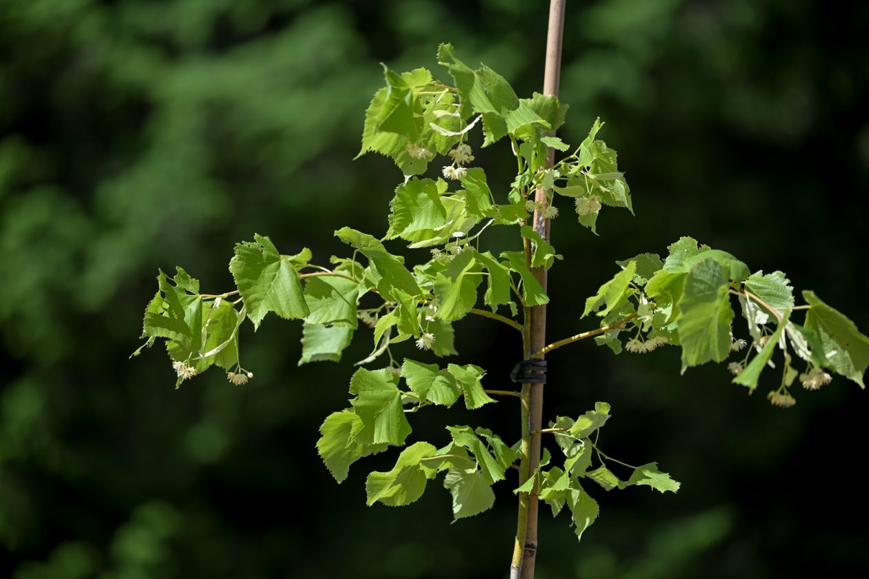 Arboretum_Opeka_obilazak (20)