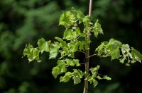 Arboretum_Opeka_obilazak (20)