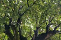 Bolesne lipe_Trg slobode_1