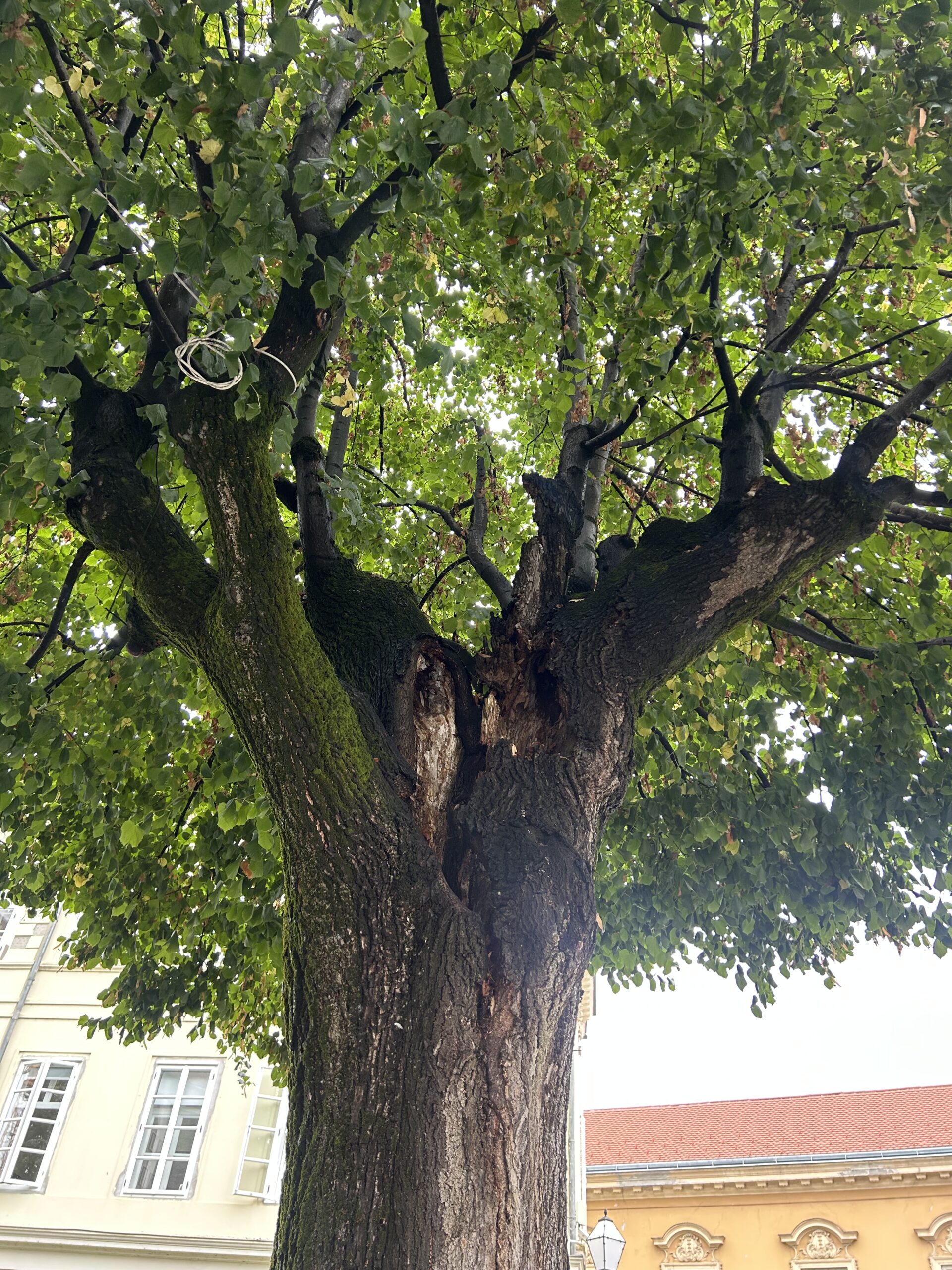 Bolesne lipe_Trg slobode_1