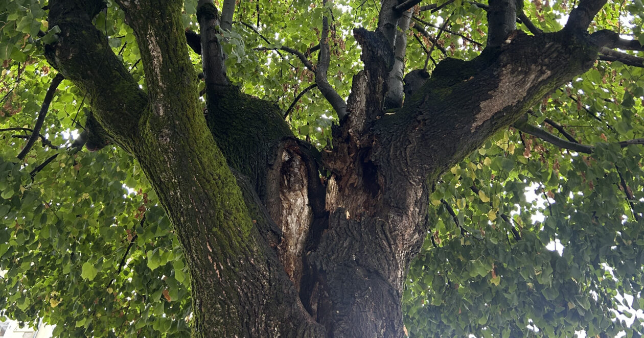 Bolesne lipe_Trg slobode_11