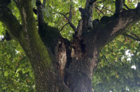 Bolesne lipe_Trg slobode_11