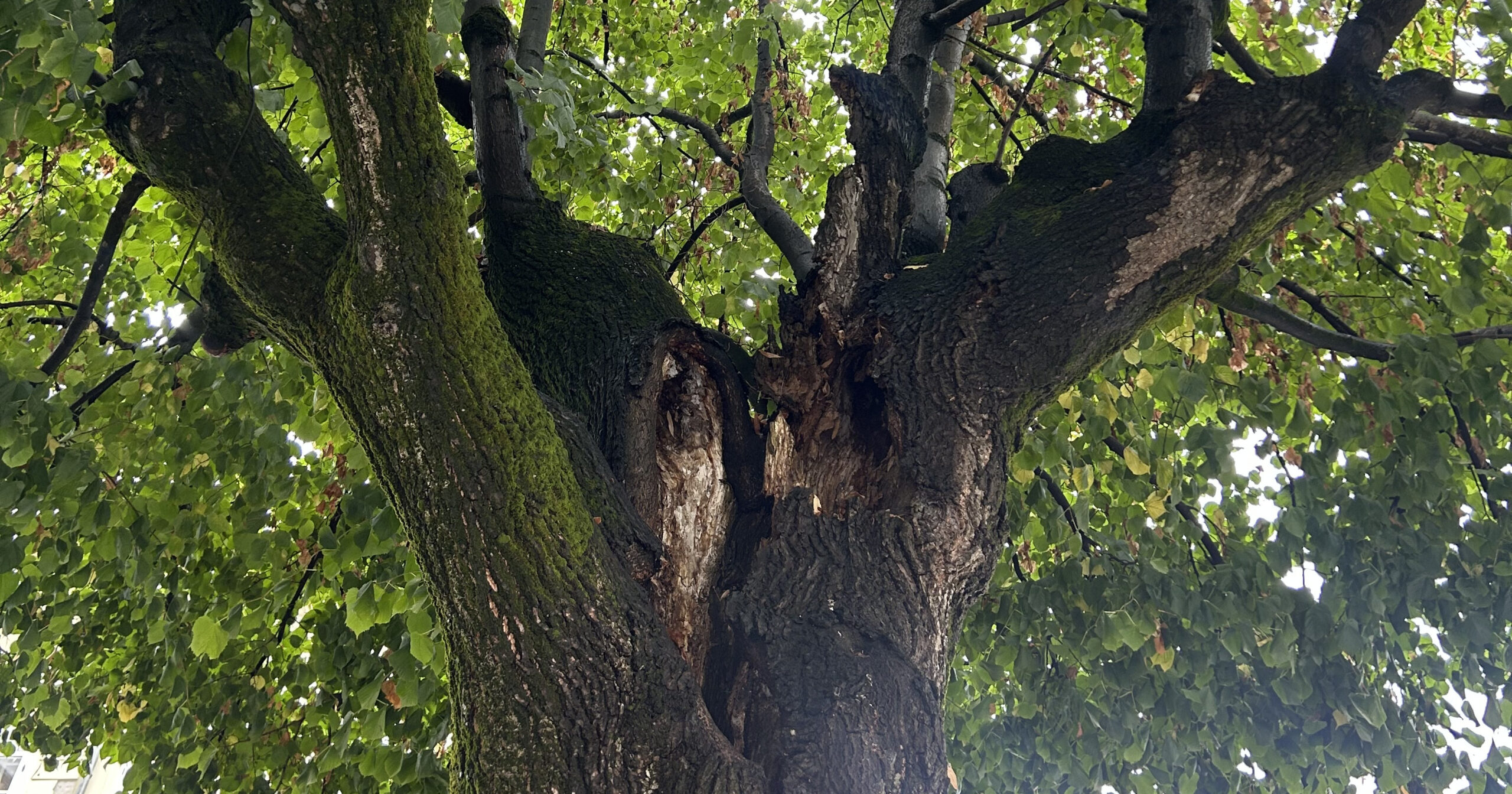 Bolesne lipe_Trg slobode_11