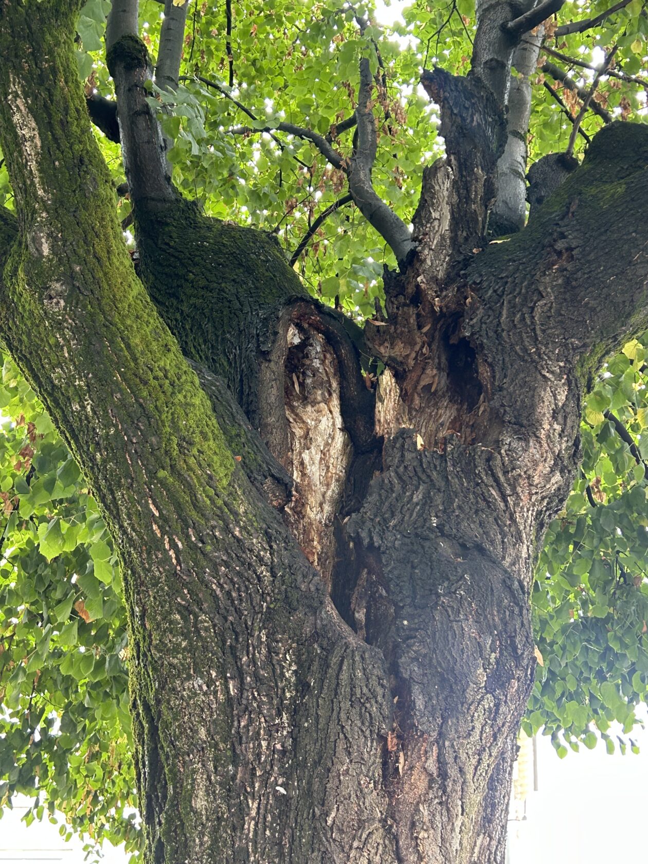 Bolesne lipe_Trg slobode_2