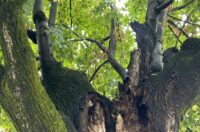 Bolesne lipe_Trg slobode_2