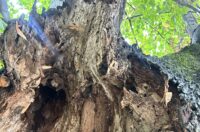 Bolesne lipe_Trg slobode_3