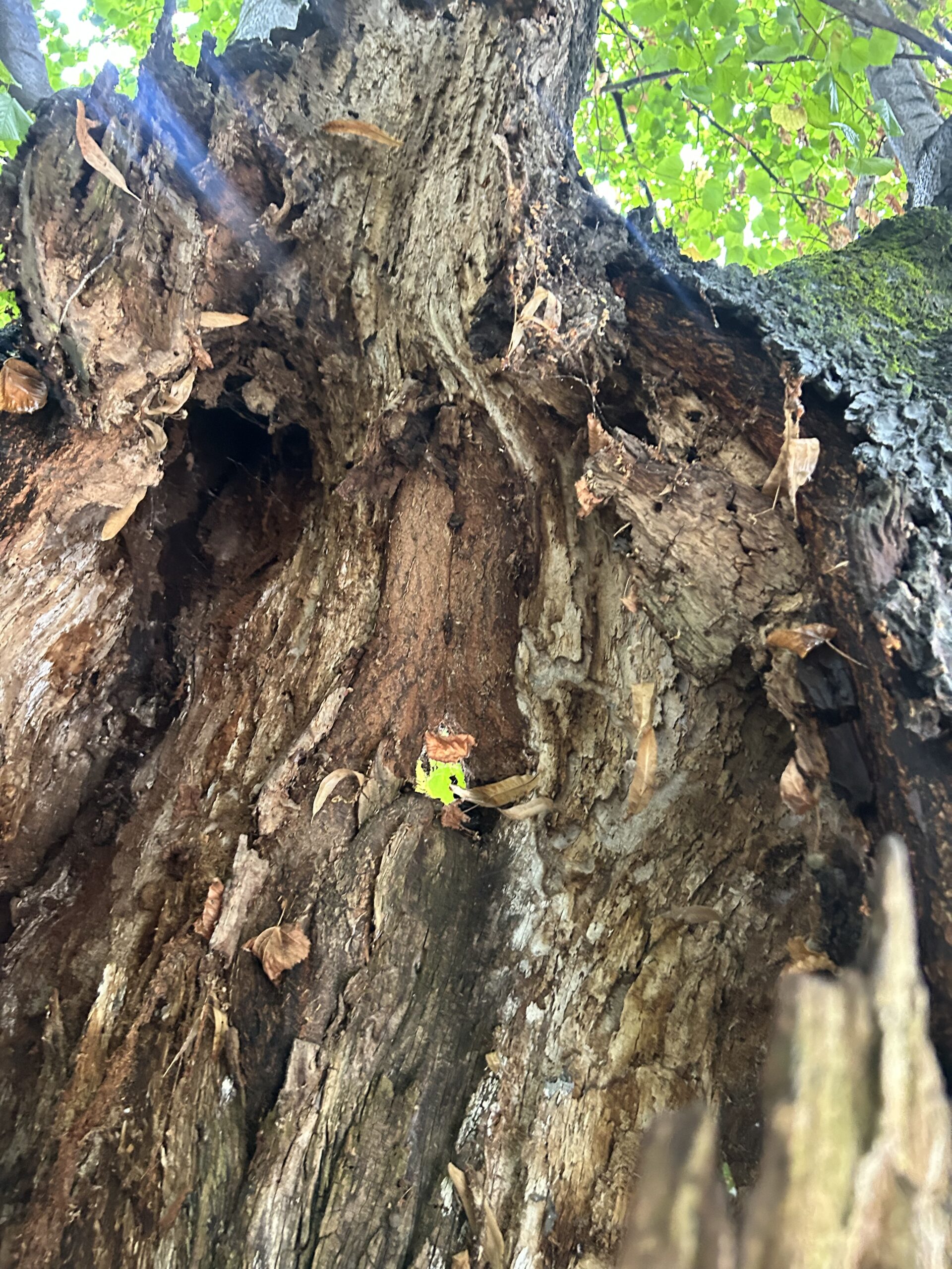 Bolesne lipe_Trg slobode_3