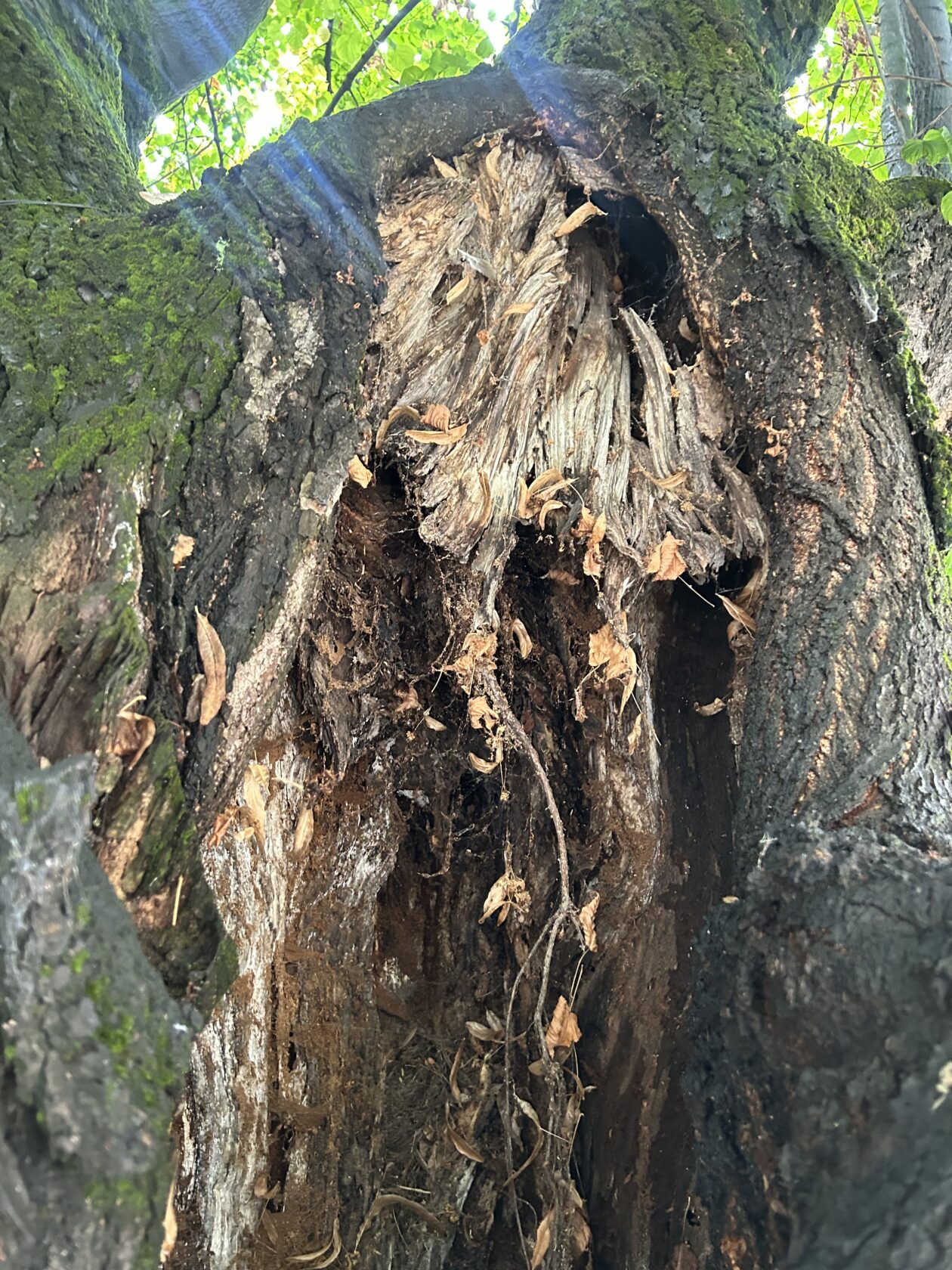 Bolesne lipe_Trg slobode_4