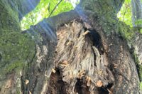 Bolesne lipe_Trg slobode_4