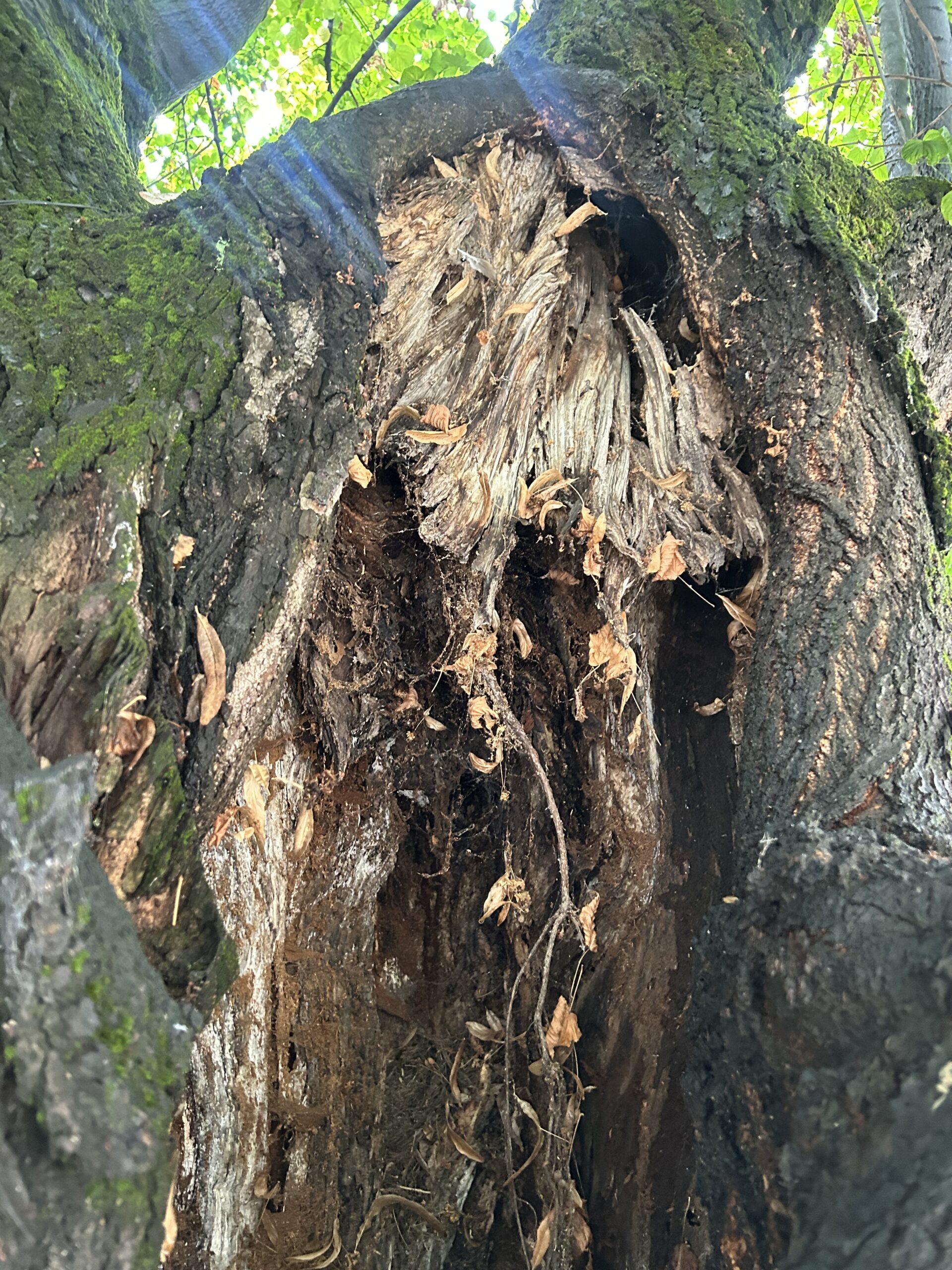 Bolesne lipe_Trg slobode_4